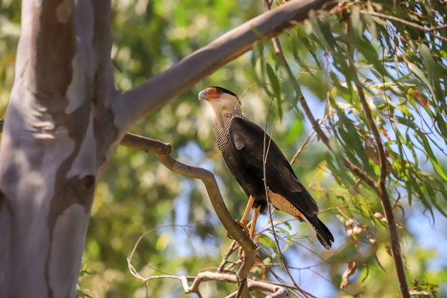 Hawk resting on tree branch waiting for its prey.