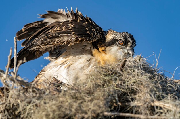 Photo a hawk takes a break from its nest.