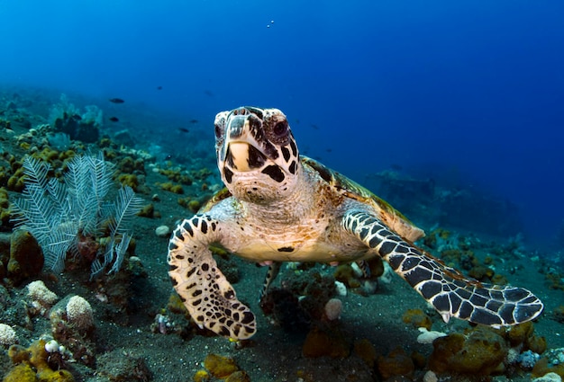 Hawksbill Turtle  Eretmochelys imbricata swims a long a coral reef and looking for food