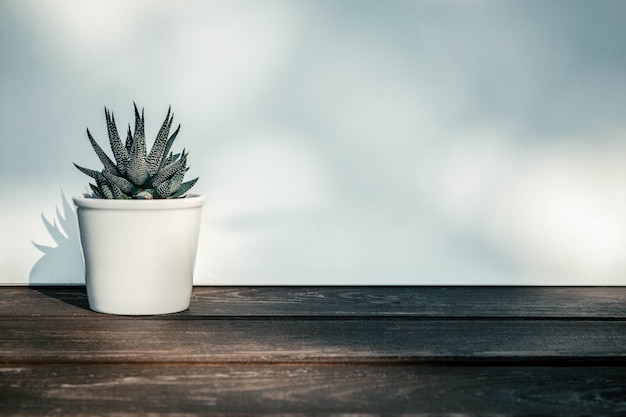 Haworthia attenuata, succulent in flowerpot on wooden table with sunlight