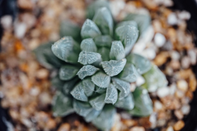 Haworthia cooperi Green small tree