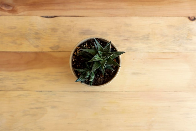 Haworthia limifolia fairy washboard succulent in a pot