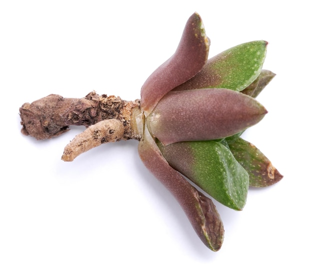 Haworthia succulent plant with roots isolated on white background