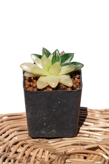 Haworthia white variegated is succulent plant pot on white background