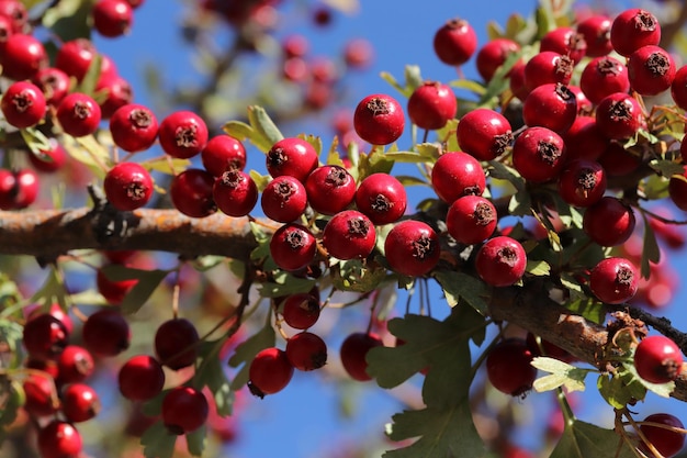 Hawthorn berries in the autumn garden