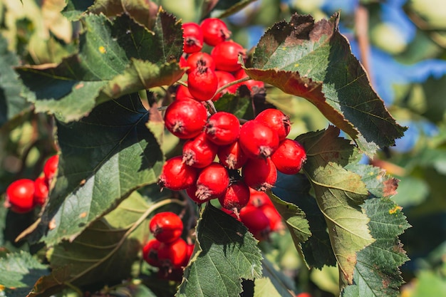 Hawthorn branch with red berries in sunny weather closeup