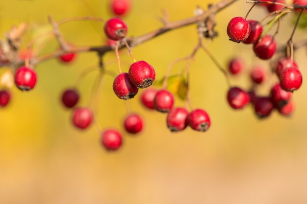 Hawthorn on a bush in autumn on blurred yellow background