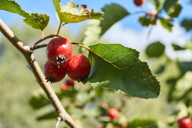 Hawthorn fruits lat Crataegus small apples ripened on the garden plot Autumn