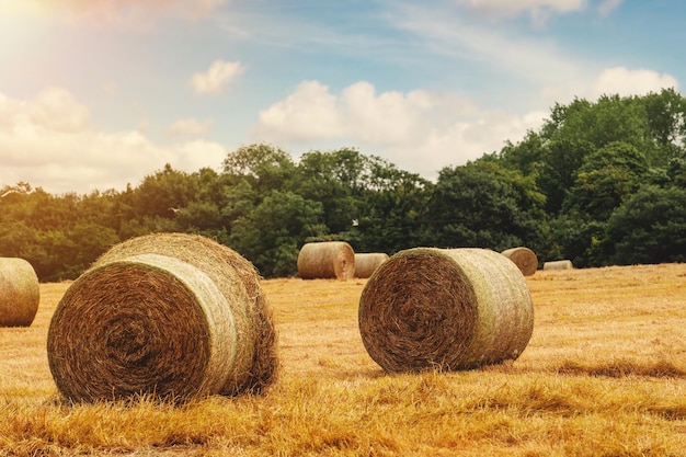 Hay bale and straw in the field English Rural landscape Wheat yellow golden harvest in summer