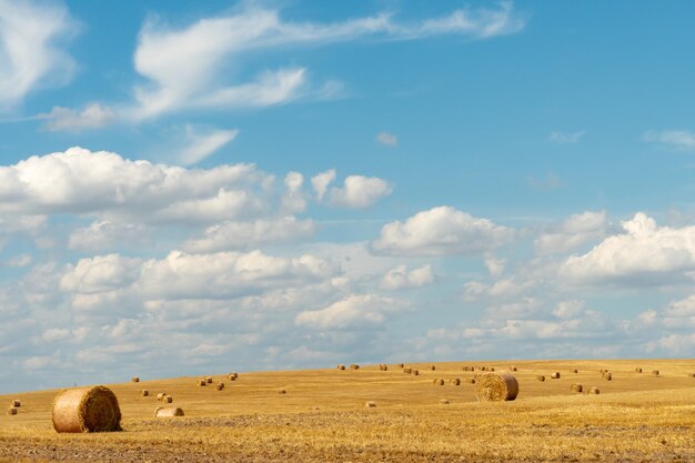 Hay bales dry in the field on a warm summer day under beautiful fluffy clouds and a blue sky Beautiful rural landscape The season of grain harvesting and foraging for livestock cereals and legumes