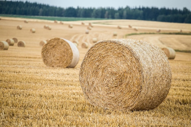 Hay bales on the field after harvest