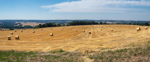 Hay bales on the field after harvest