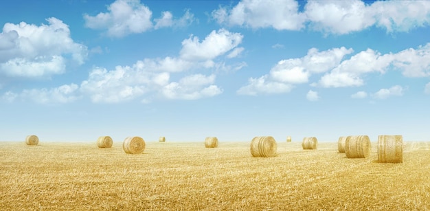 Hay bales in a field of dried yellow grass under blue sky with clouds Countryside landscape