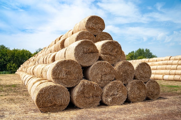 Hay bales on the field Many bales of hay are stacked on the field in large stacks