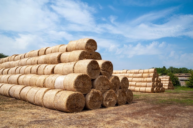 Hay bales on the field Many large bales of hay are stacked on a field in stacks