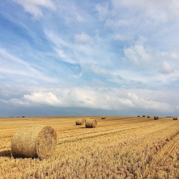 Hay bales in field