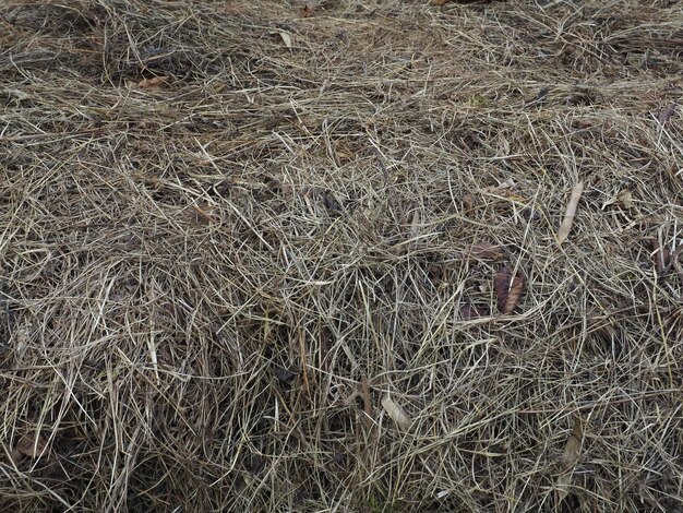 Hay heap background