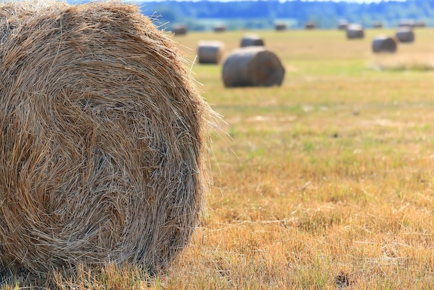 hay roll landscape nature summer farming