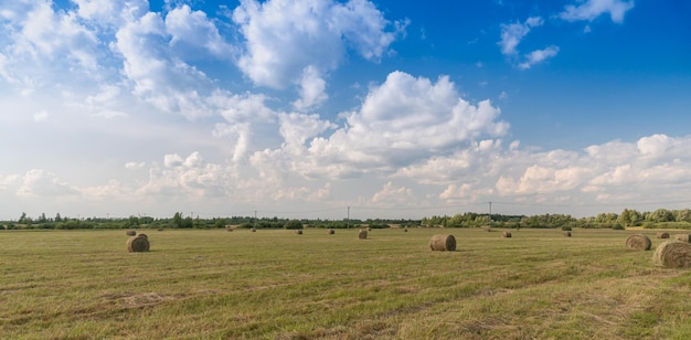 hay in rolls on the field, against the background of a blue sky with clouds