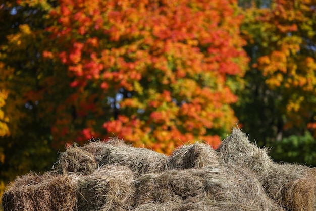 Hay stacks on blurry golden autumn tree background