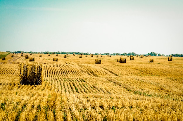 Hay in the stacks on the field.