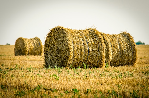 Hay in the stacks on the field.