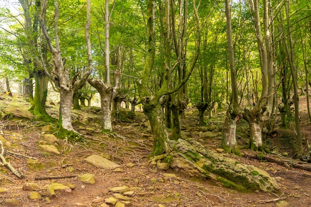 Hayedo on the trail up Mount Adarra in the town of Urnieta near San Sebastian, Gipuzkoa