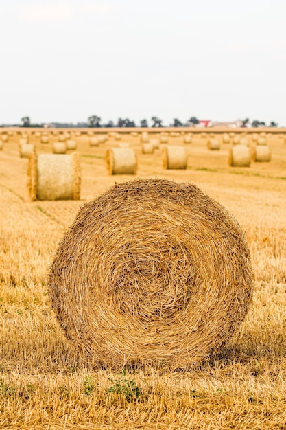 Haystack in the field after harvest Round bales of hay across a farmer's field Harvesting straw for animal feed