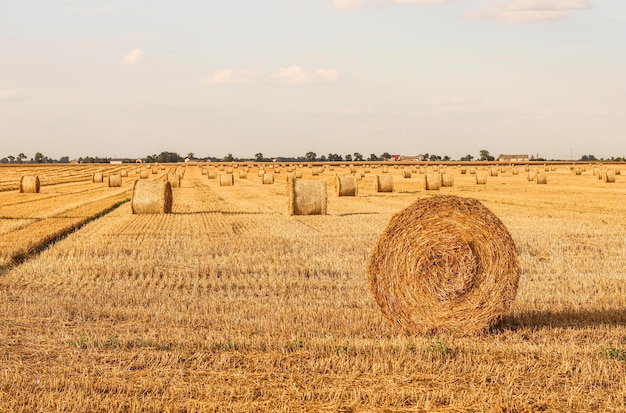 Haystack in the field after harvest Round bales of hay across a farmer's field Harvesting straw for animal feed