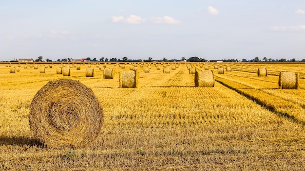 Haystack in the field after harvest Round bales of hay across a farmer's field Harvesting straw for animal feed