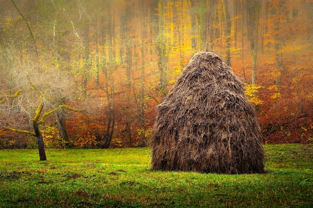 Haystack Hay is stacked near a mountain forest