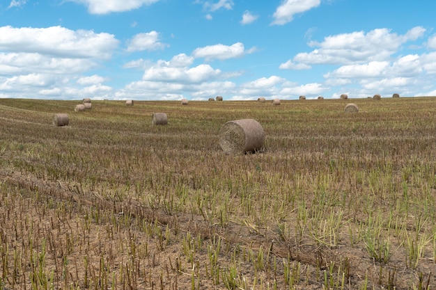 A haystack left in a field after harvesting grain crops Harvesting straw for animal feed End of the harvest season Round bales of hay are scattered across the farmer's field