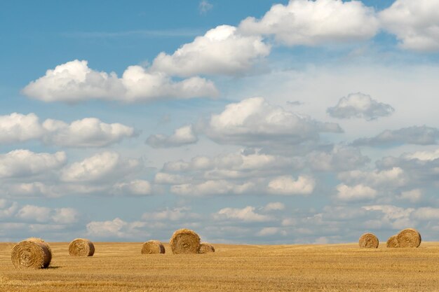 A haystack left in a field after harvesting grain crops Harvesting straw for animal feed End of the harvest season Round bales of hay are scattered across the farmer's field