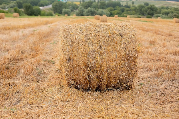 a haystack on a mown wheat field against the background of branches