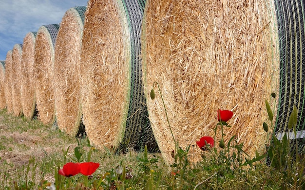 Haystacks on the field. Rural landscape.