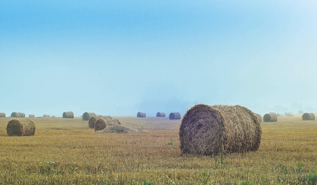 Haystacks in the field