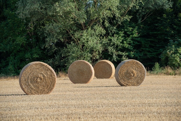 Haystacks on the field