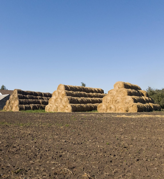 Haystacks folded in form of pyramid on field Round bale harvesting