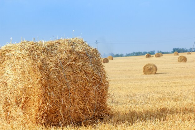 Haystacks in summer field harvesting background midsimmer and autumn rural scene with hay bales and ...