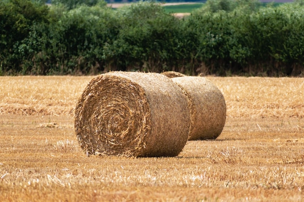 Haystacks on a wheat field at summertime rural scene