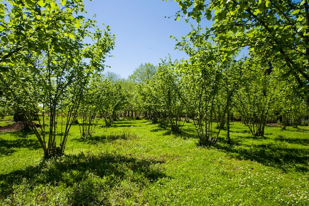 Hazelnut trees plantation landscape and view, large group of trees