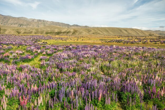 he amazing view lupine flower near Lake Tekapo, New Zealand