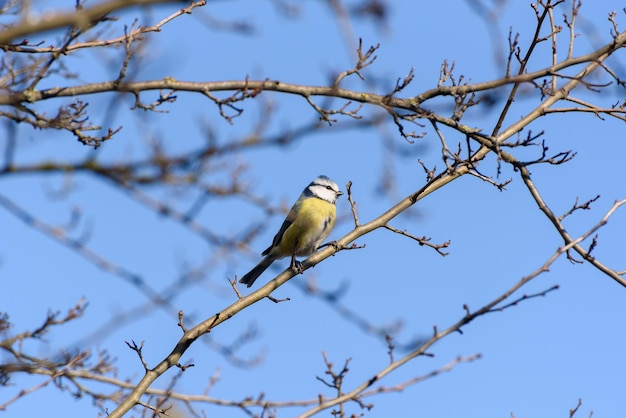 He Eurasian blue tit Cyanistes caeruleus is a small passerine bird in the tit family Paridae It is easily recognisable by its blue and yellow plumage and small size