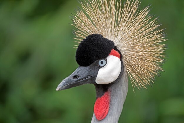 Head of black crowned crane, Balearica pavonina