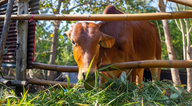 Head of a brown cow in a paddock on a beef cattle farm the cow eating fresh green grass