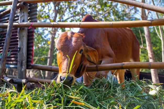 Head of a brown cow in a paddock on a beef cattle farm the cow eating fresh green grass