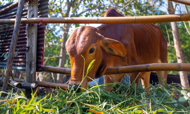 Head of a brown cow in a paddock on a beef cattle farm the cow eating fresh green grass