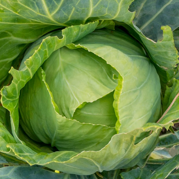 Head of cabbage closeup top view of cabbage