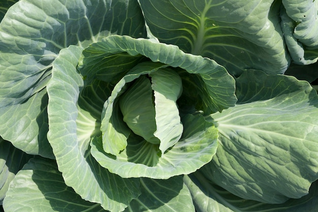 Head of cabbage green in drops of water after rain, closeup