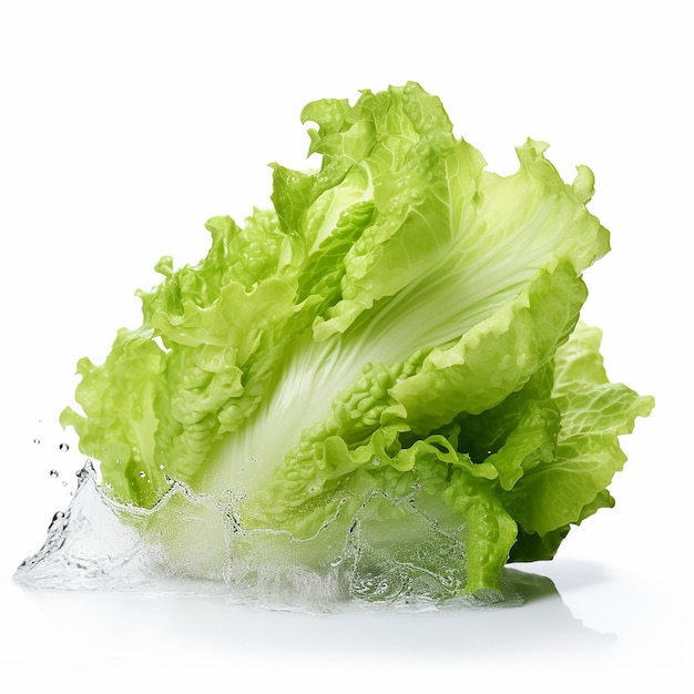 a head of cabbage with a white background